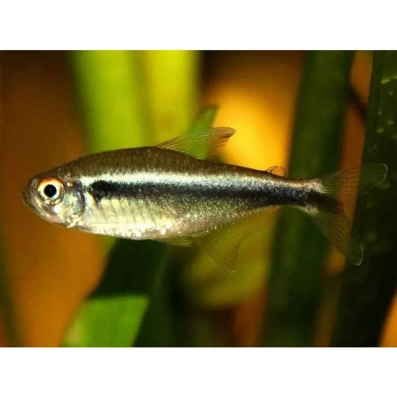 Promoție Hyphessobrycon herbertaxelrodi (Neon Negru) 2,5-3 cm