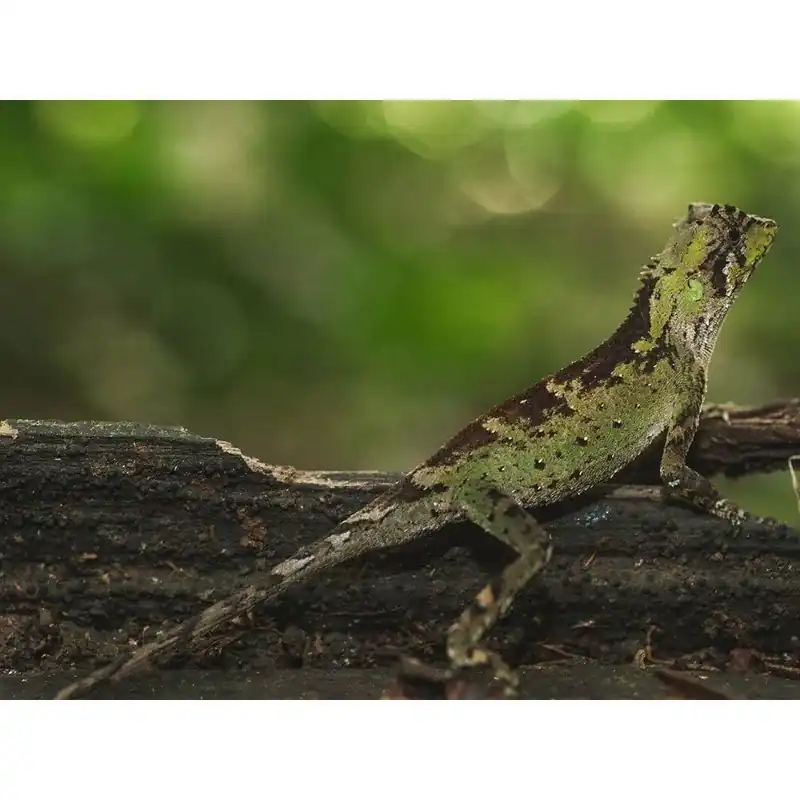 Acanthosaura coronata Doar azi