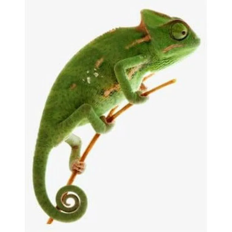 Chamaeleo calyptratus ( Veiled Chameleon) Reduceri