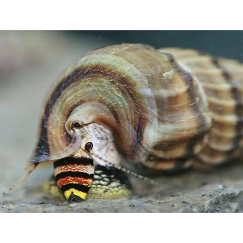 Melc Neritina sp. snail king Promoție