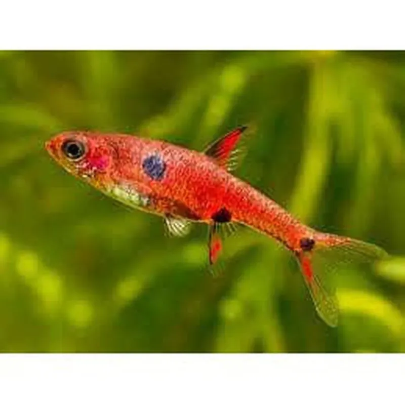 Rasbora Maculata (pigmy rasbora) 1-2 cm Cel mai bun preț