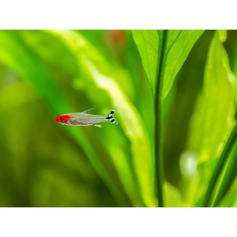 Hemigrammus rhodostomus (Rummy nose tetra) 3-3,5 cm Ofertă exclusivă