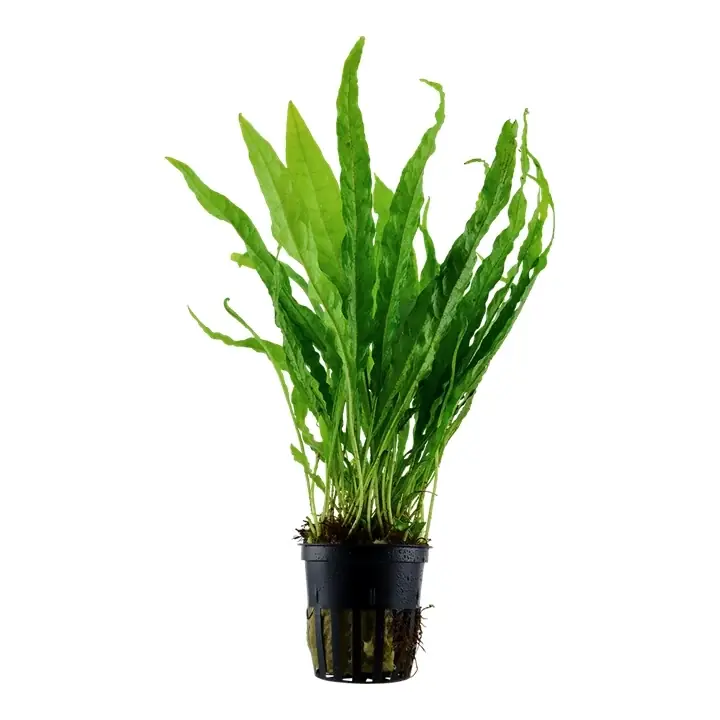 Planta naturala de acvariu, Tropica, Microsorum pteropus Mai ieftin