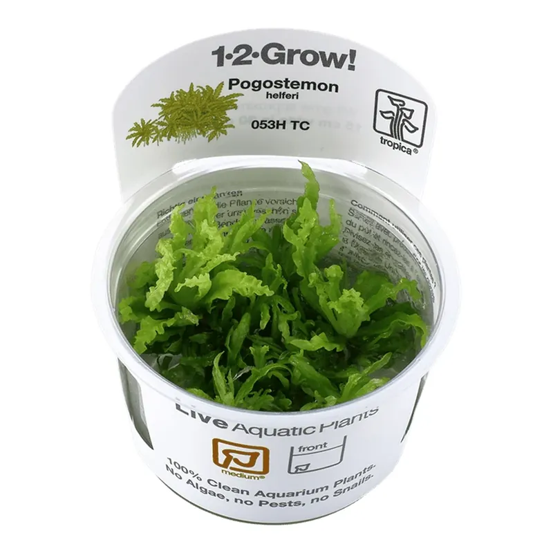 Premium Planta naturala de acvariu, Tropica, Pogostemon helferi 1-2-Grow!, 5 cm