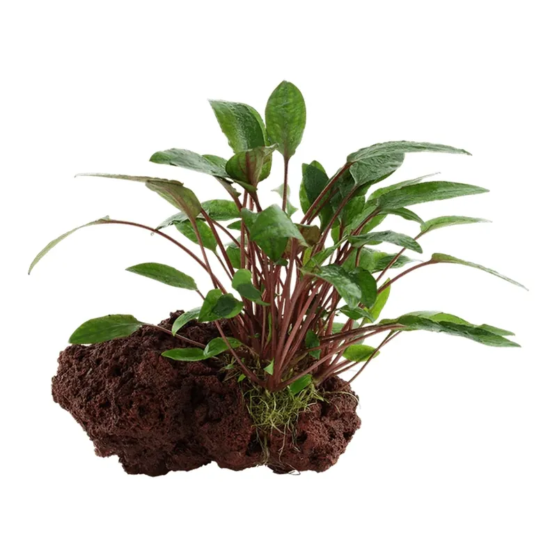 Planta naturala de acvariu pe piatra vulcanica Tropica Cryptocoryne becketti Petchii on lava stone Noutate