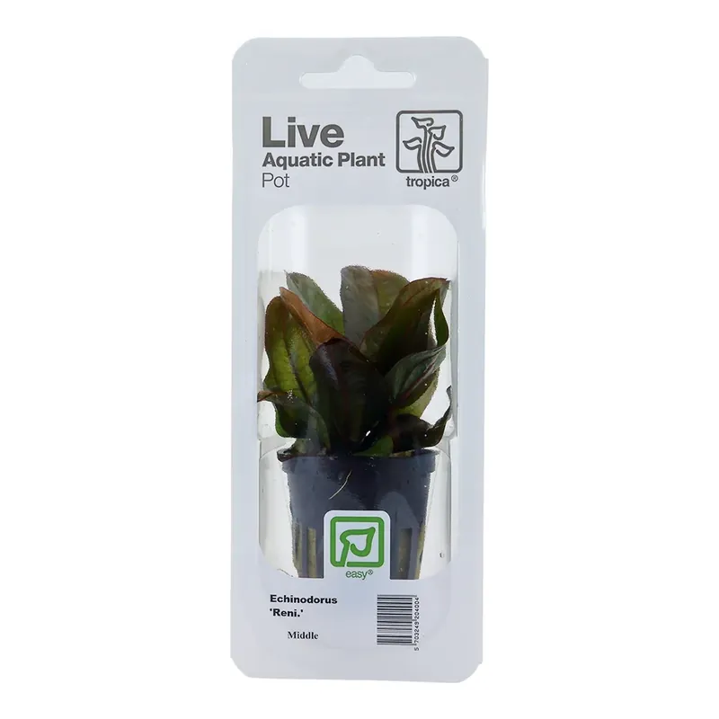 Planta naturala de acvariu, Tropica, Echinodorus Reni, blister, 20 cm Super ofertă