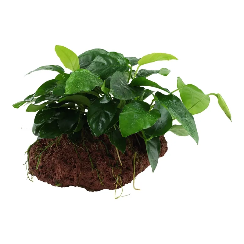 Plantă naturală de acvariu, Tropica, Anubias barteri var. nana on lava stone Plată securizată