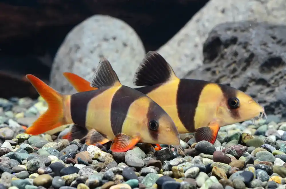 Retur ușor Peste sanitar, Botia Macracantha Clown Loach 4-5 cm
