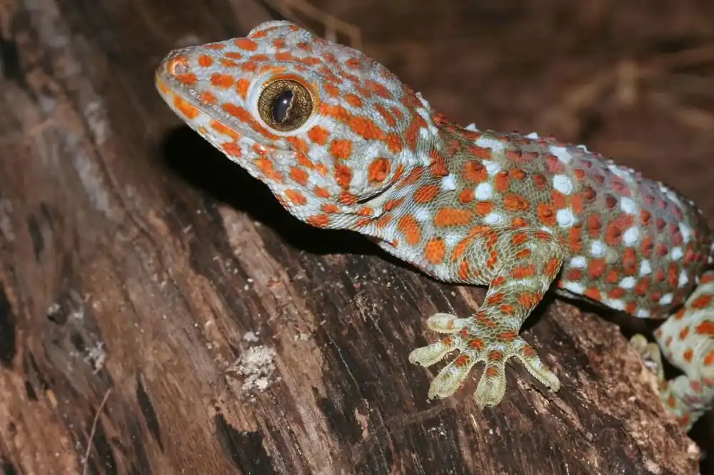 Gekko gecko (Tokay gecko) Bestseller