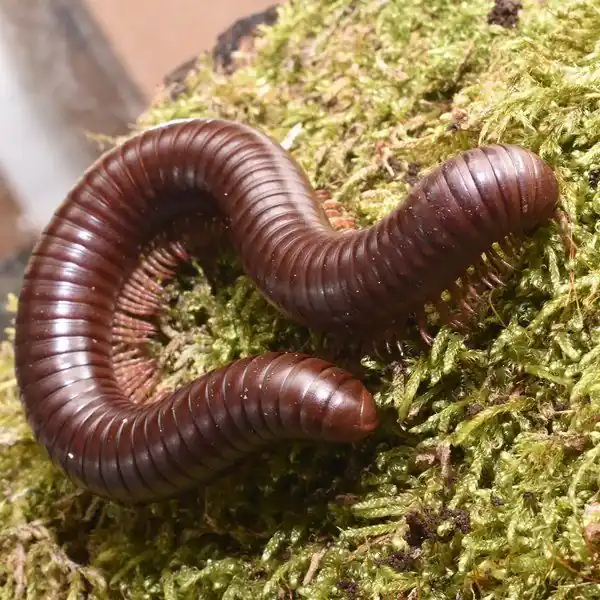 Cumpără acum Ophistreptus guineensis
