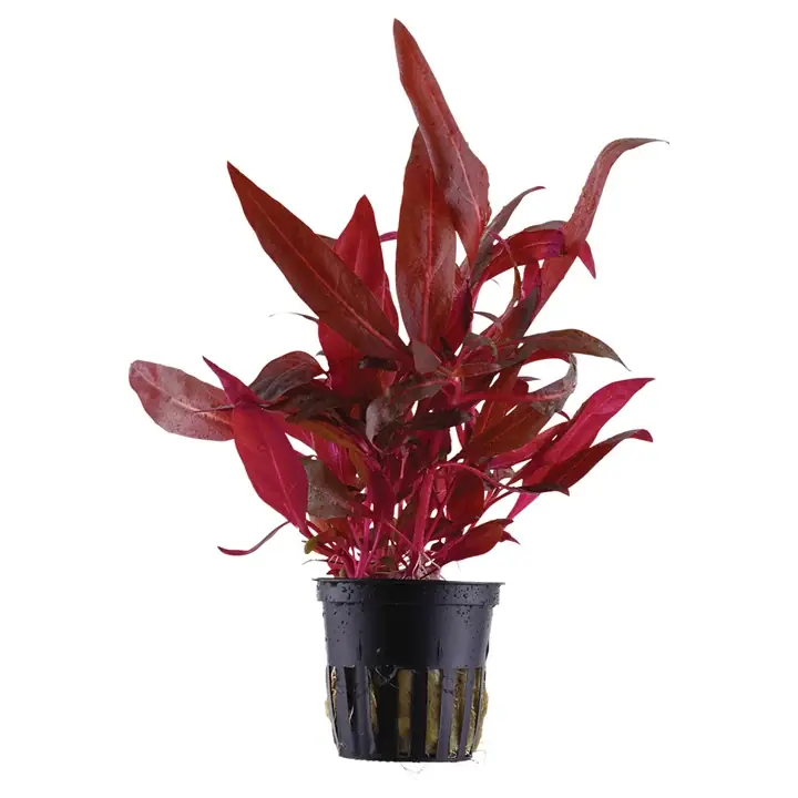 Ofertă de sezon Planta naturala de acvariu, Tropica, Alternanthera reineckii Rosanervig