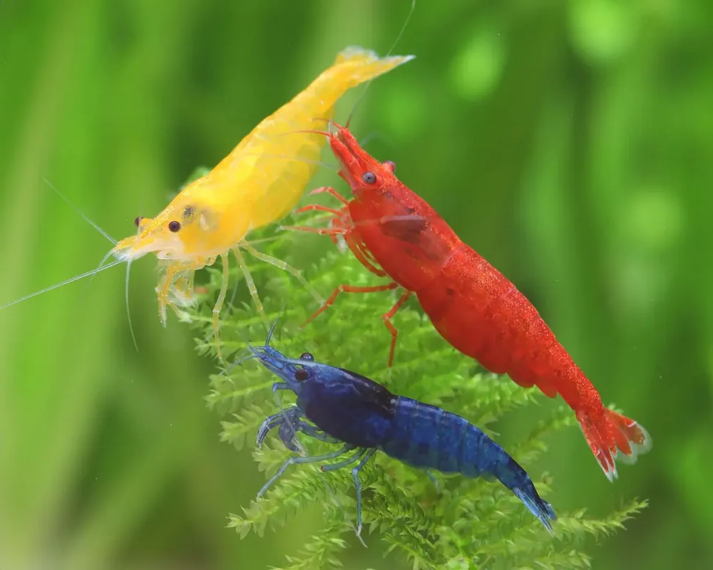 Reduceri Neocaridina davidi mix de culori