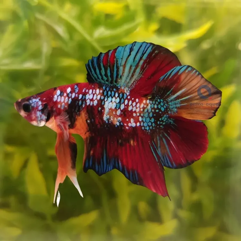 Betta plakat double tail koi XL Mascul Ultima șansă