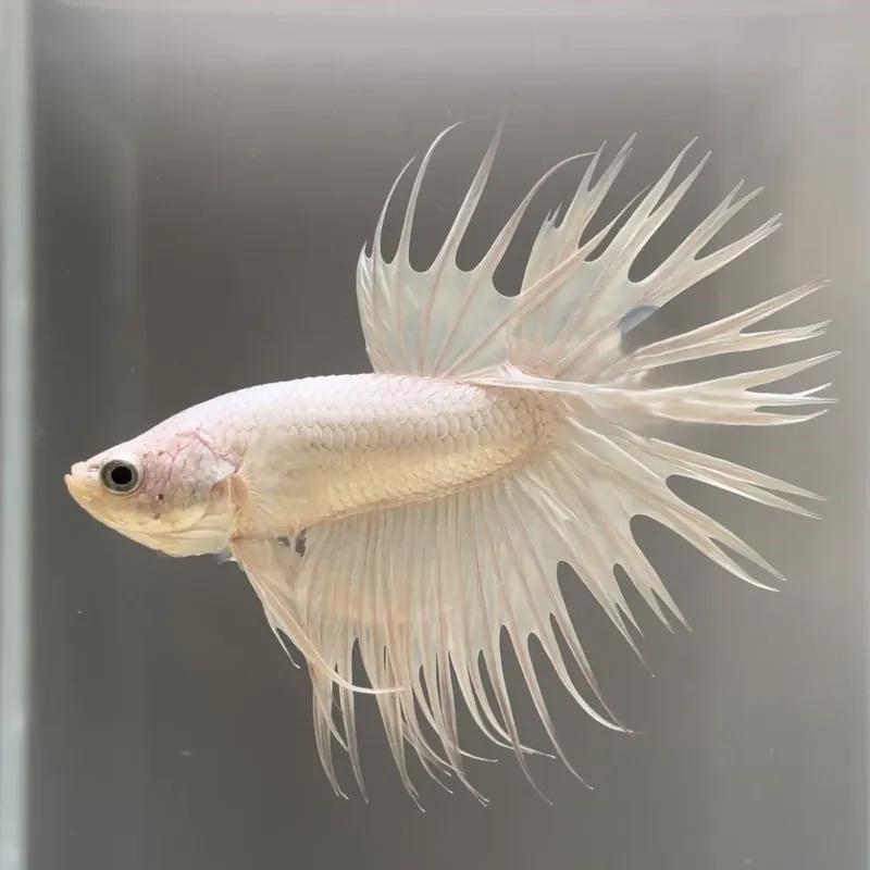 Popular Betta Crowntail white L Mascul