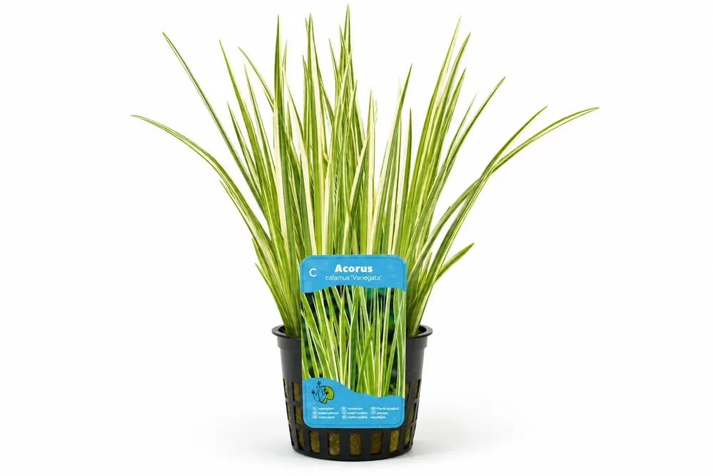 Acorus calamus Variegata galben, la ghiveci, Moerings Cel mai vândut