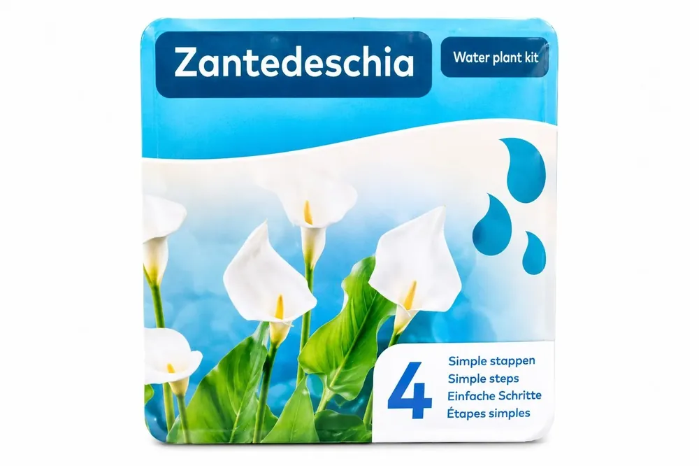 Zantedeschia alba pentru iaz, Moerings Reducere