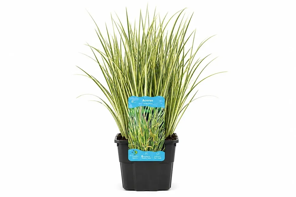 Preț mic Acorus calamus Gramineus galben-verde la ghiveci, Moerings