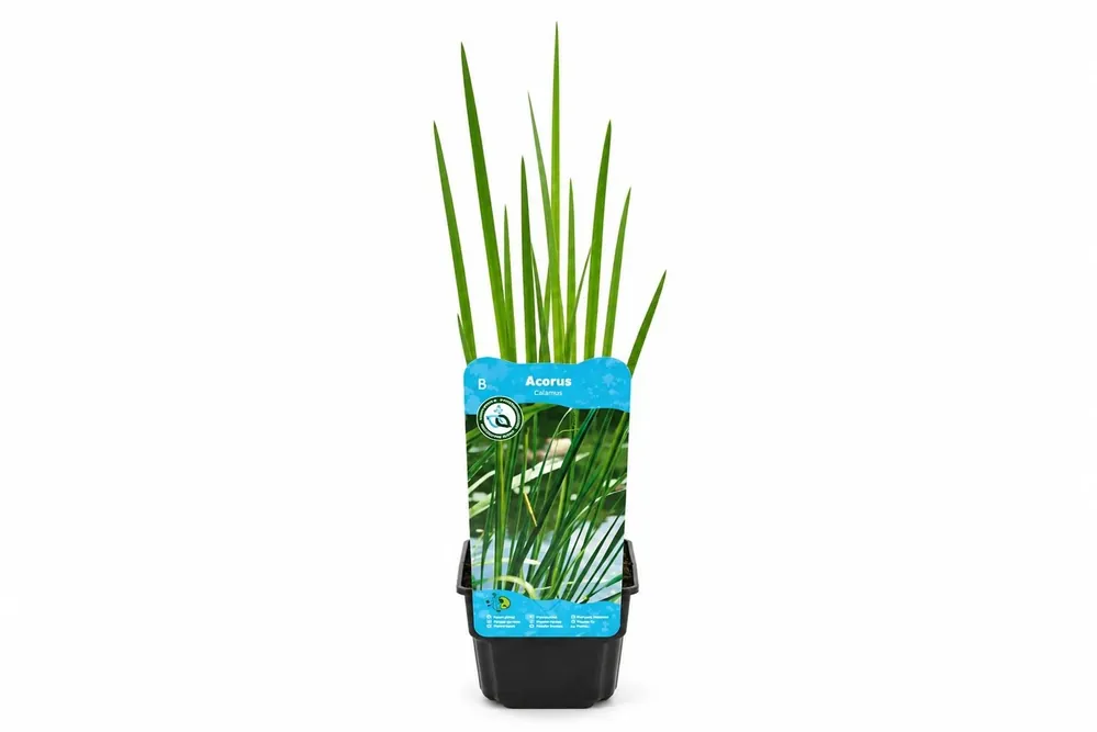 Acorus calamus verde nativ la ghiveci, Moerings Reducere
