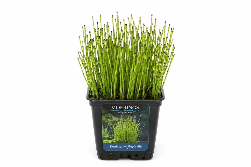Equisetum fluviatile la ghiveci, Moerings Lichidare de stoc