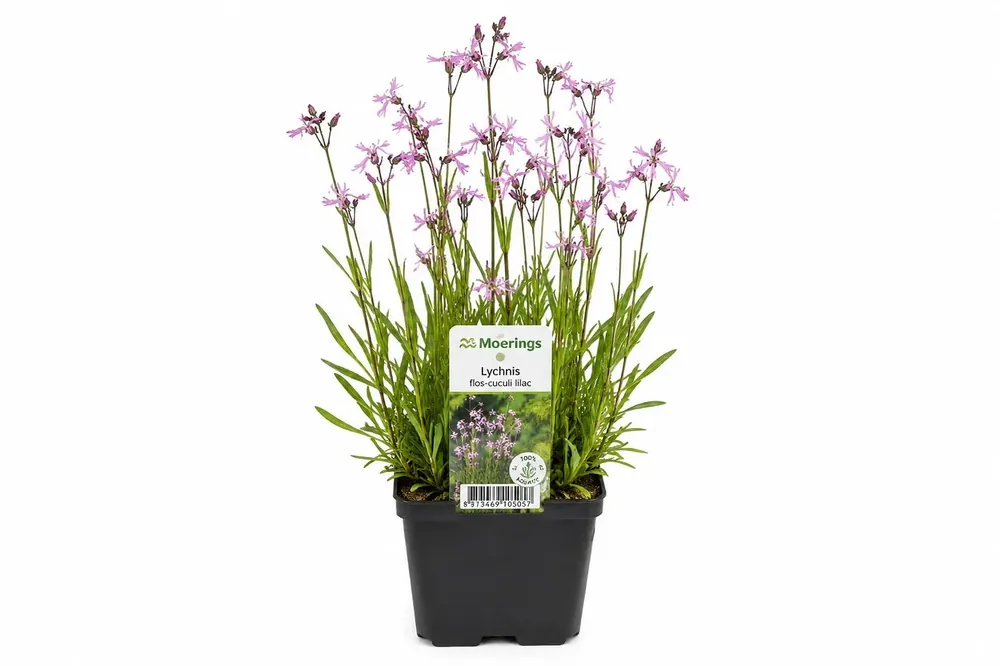 Preferatul clienților Lychnis flos-cuculi roz la ghiveci, Moerings