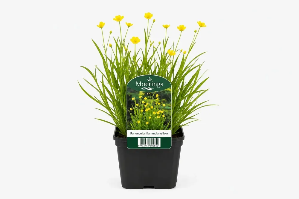 Ranunculus flammula galben la ghiveci, Moerings Reducere specială