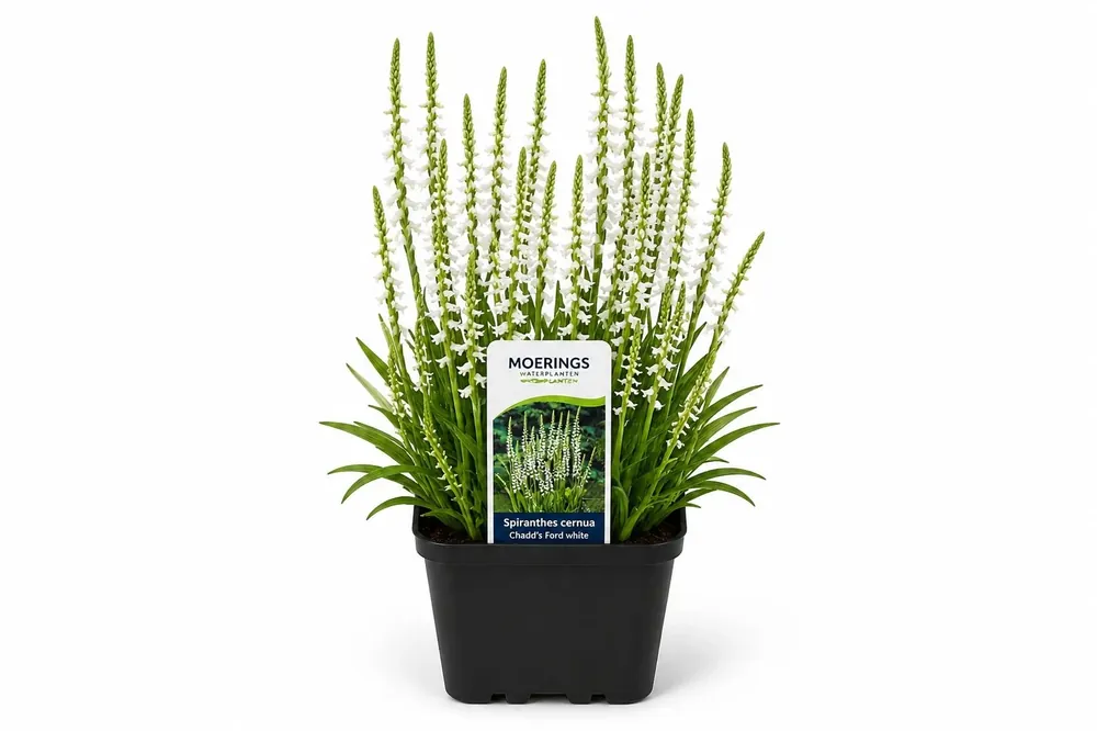 Disponibil imediat Scirpus tabernaemontani Zebrinus maro la ghiveci, Moerings