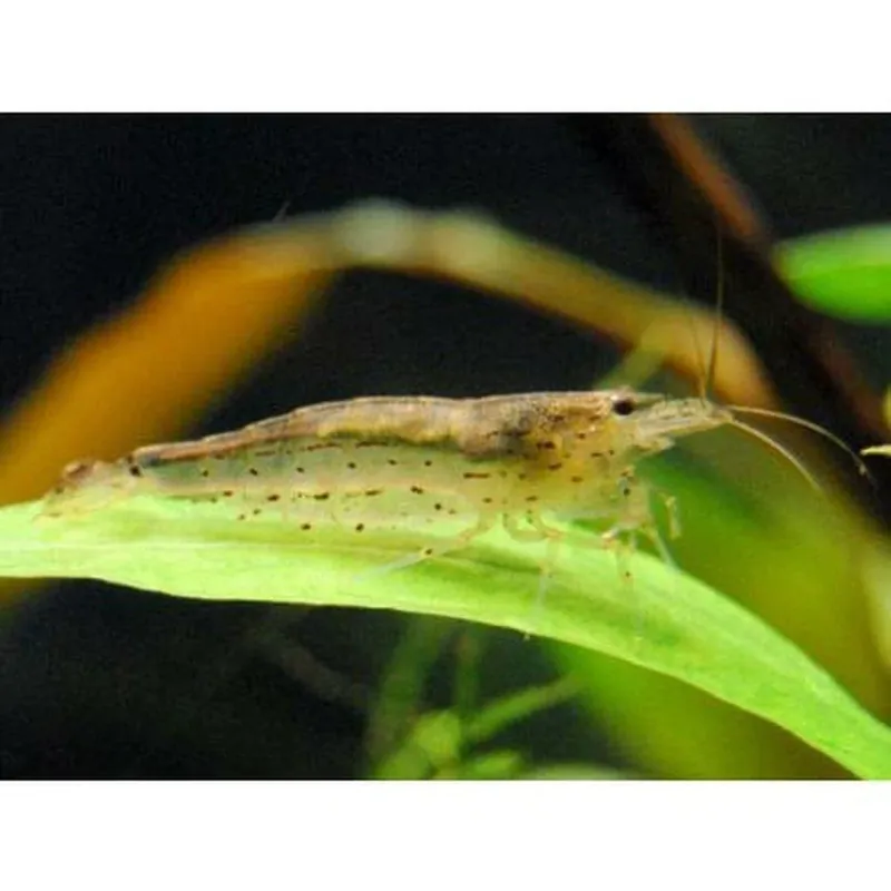 Ofertă Caridina japonica (Amano shrimp) 3-4 cm