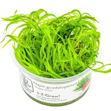 Planta naturala de acvariu, Tropica, Najas guadalupensis Guppy Grass 1-2-Grow! Promoție
