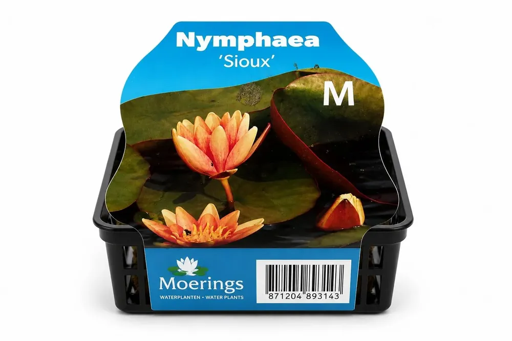 Chilipir Kit complet Nymphaea Sioux Koper de iaz, Moerings