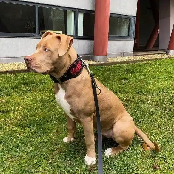 Zgarda Red Dragon, Piele Naturala, M, Negru Cumpără acum