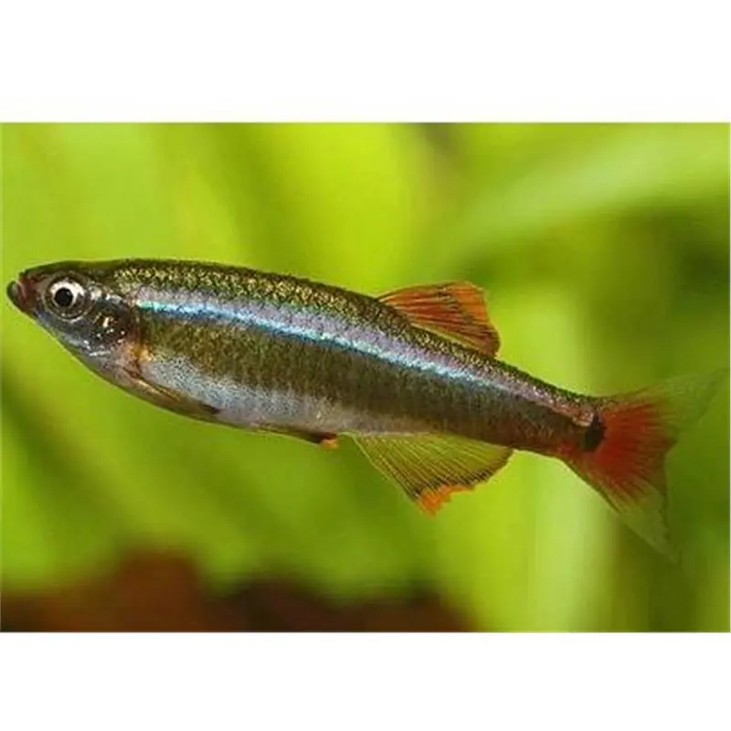 Tanichthys albonubes Livrare rapidă
