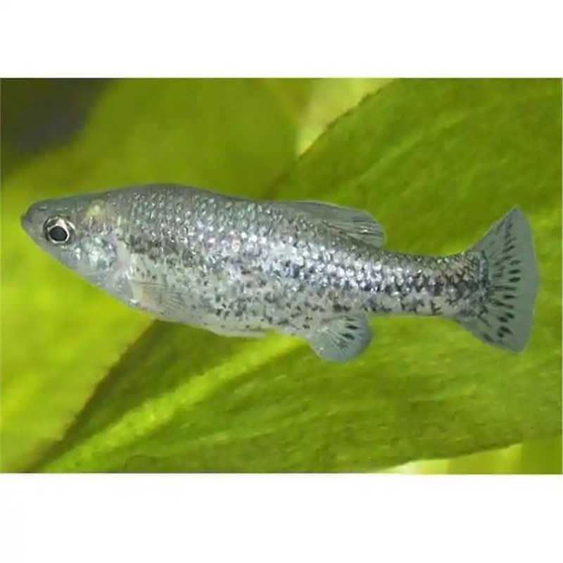 Ameca Splendens Preț redus
