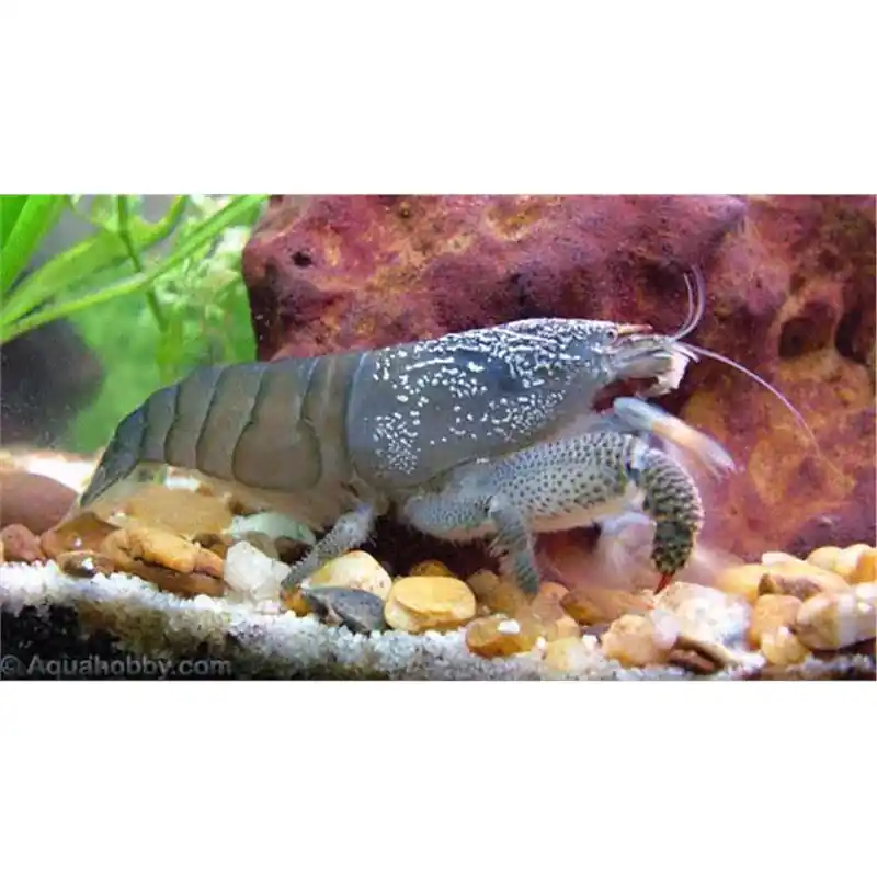 Atyopsis gaboensis Doar azi