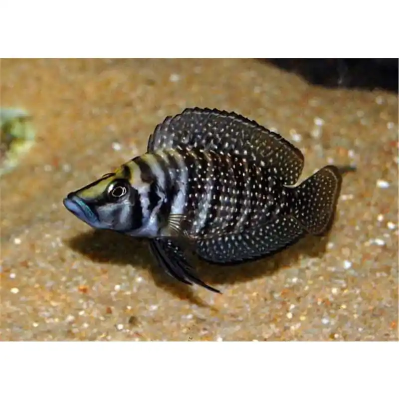 Ofertă limitată Lamprologus calvus zaire black fin