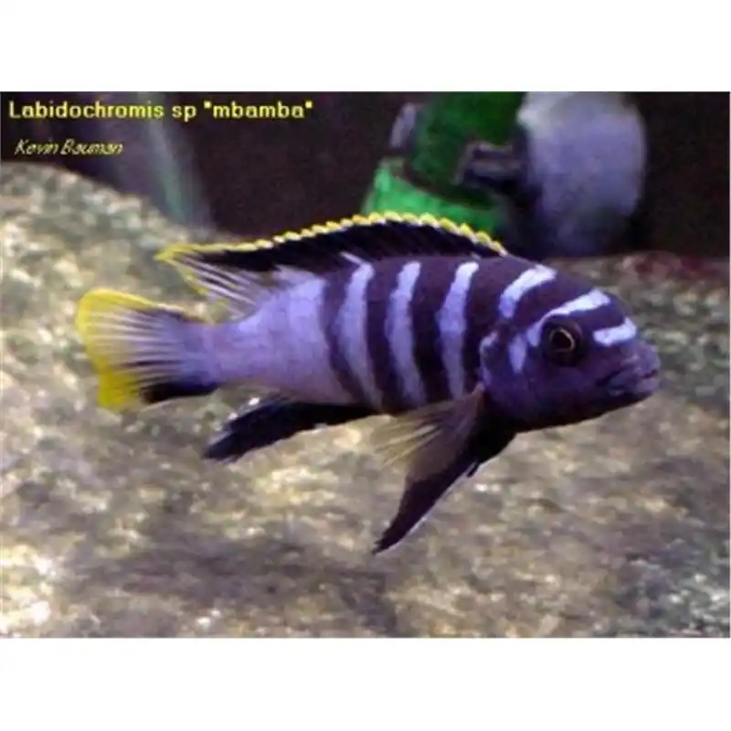 Labidochromis sp. mbamba Super ofertă