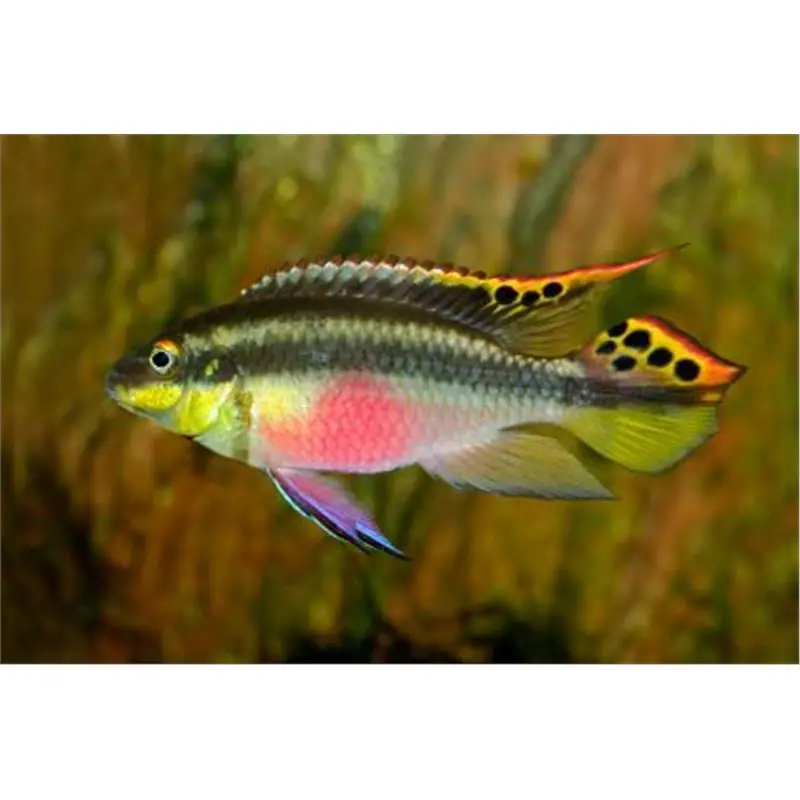 Pelvicachromis pulcher Retur gratuit