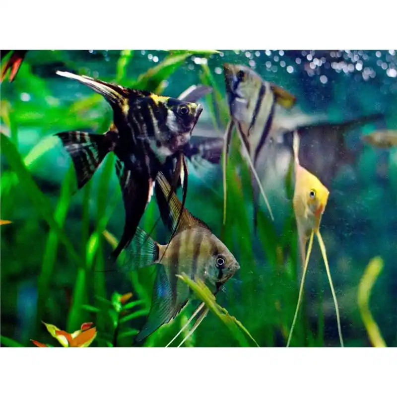 Pterophyllum scalare mix de culori Ofertă exclusivă