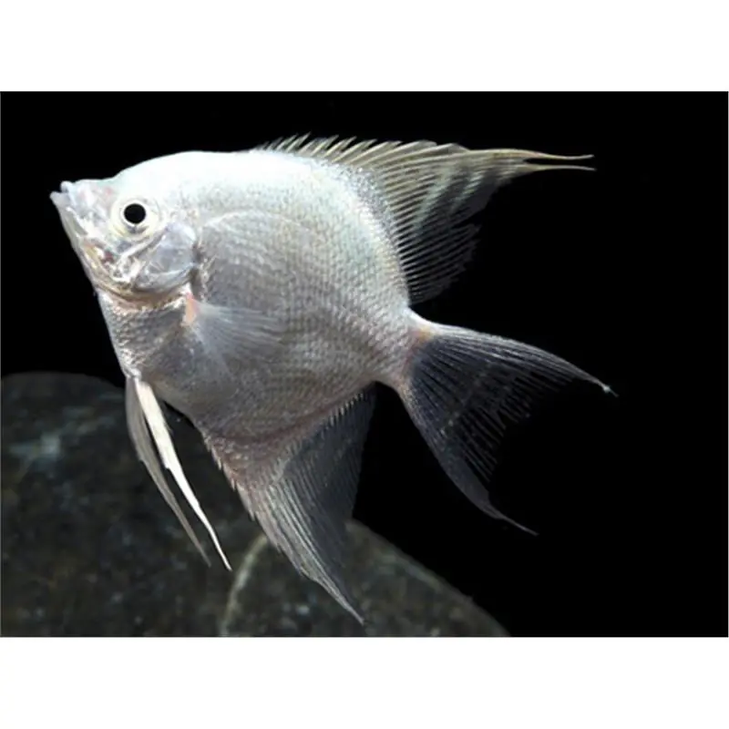 Cel mai bun preț Pterophyllum scalare platinum