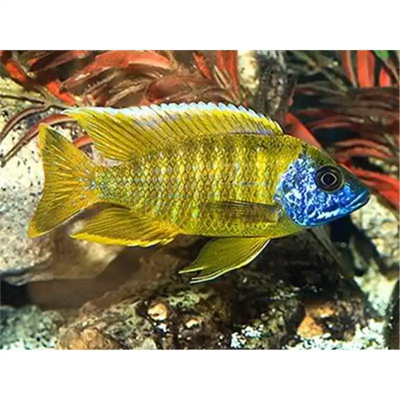 Aulonocara maleri gold Ieftin