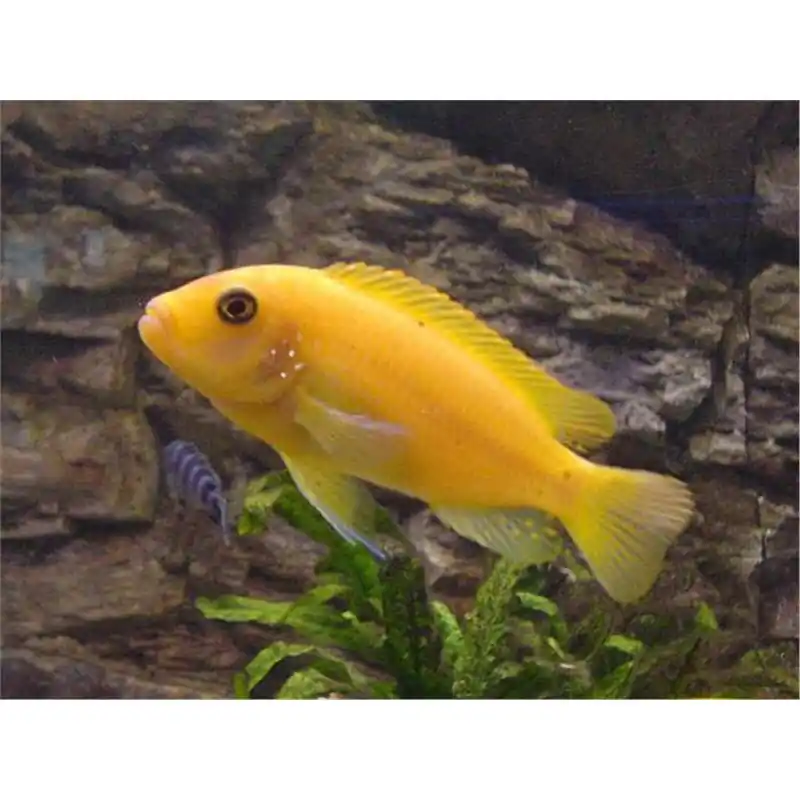 Disponibil imediat Pseudotropheus daktari