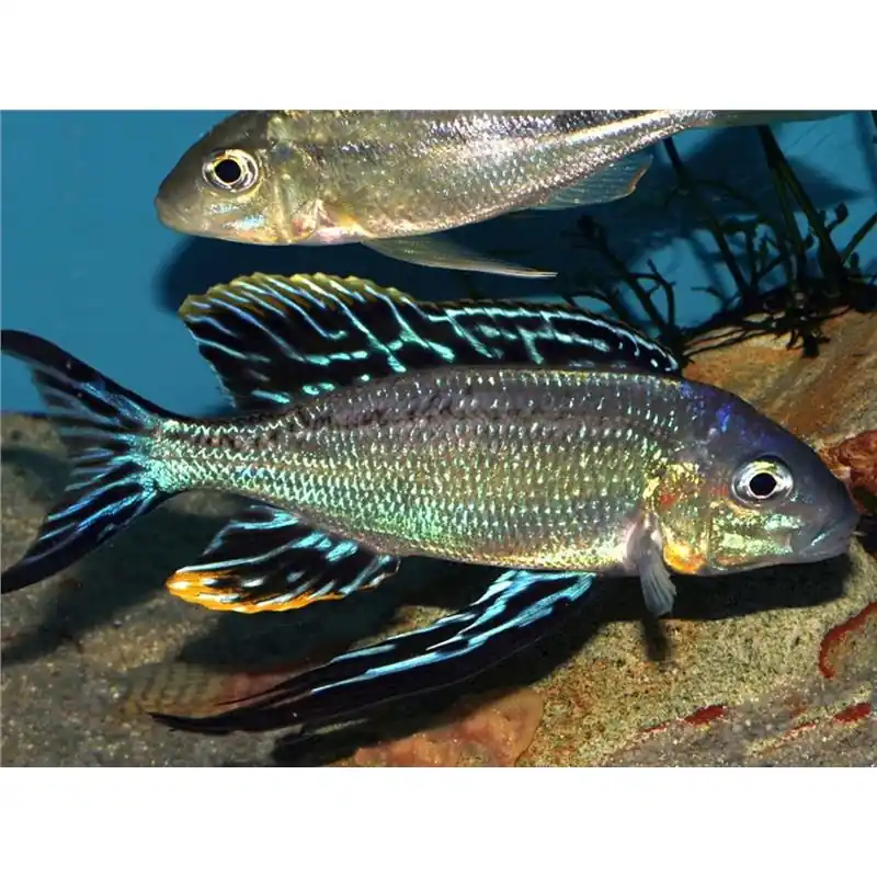 Cyathopharynx furcifer ruziba Premium