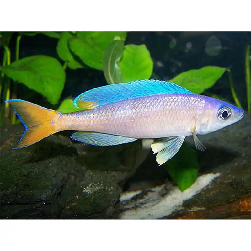 Reducere Cyprichromis leptosoma utinta