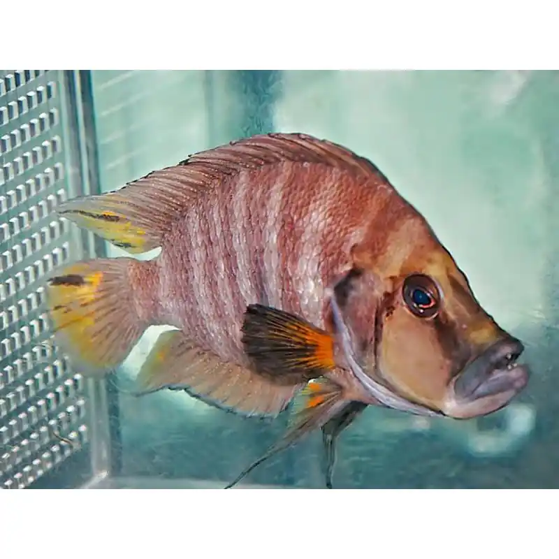 Lamprologus compressiceps red Cel mai vândut