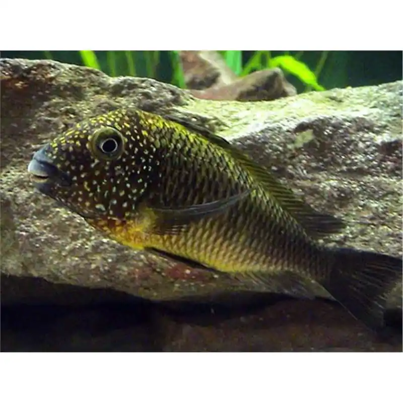 Calitate înaltă Tropheus moorii murago