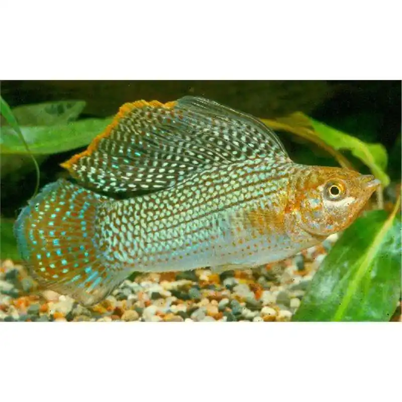 Poecilia velifera green Promoție