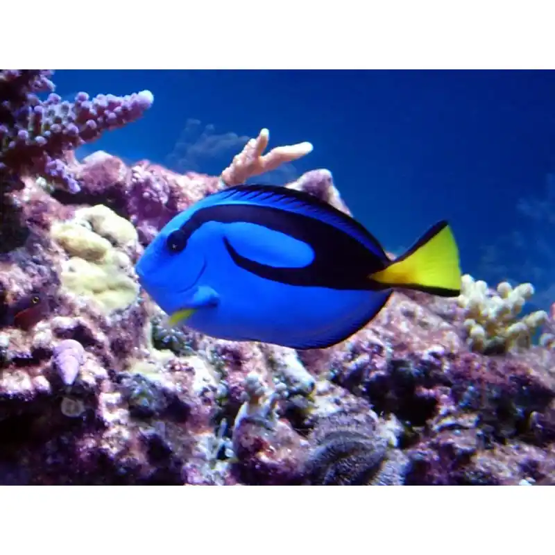 Ultima șansă Paracanthurus Hepatus