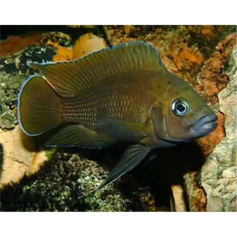 Disponibil imediat Lamprologus Moori 4-5 cm