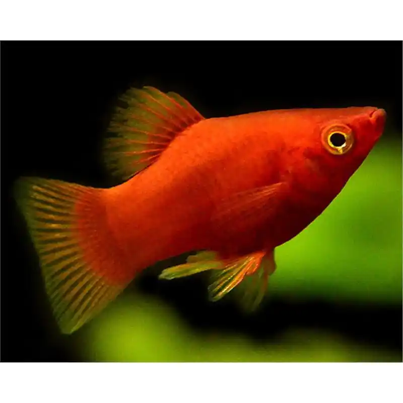 Xiphophorus maculatus coral red Reducere