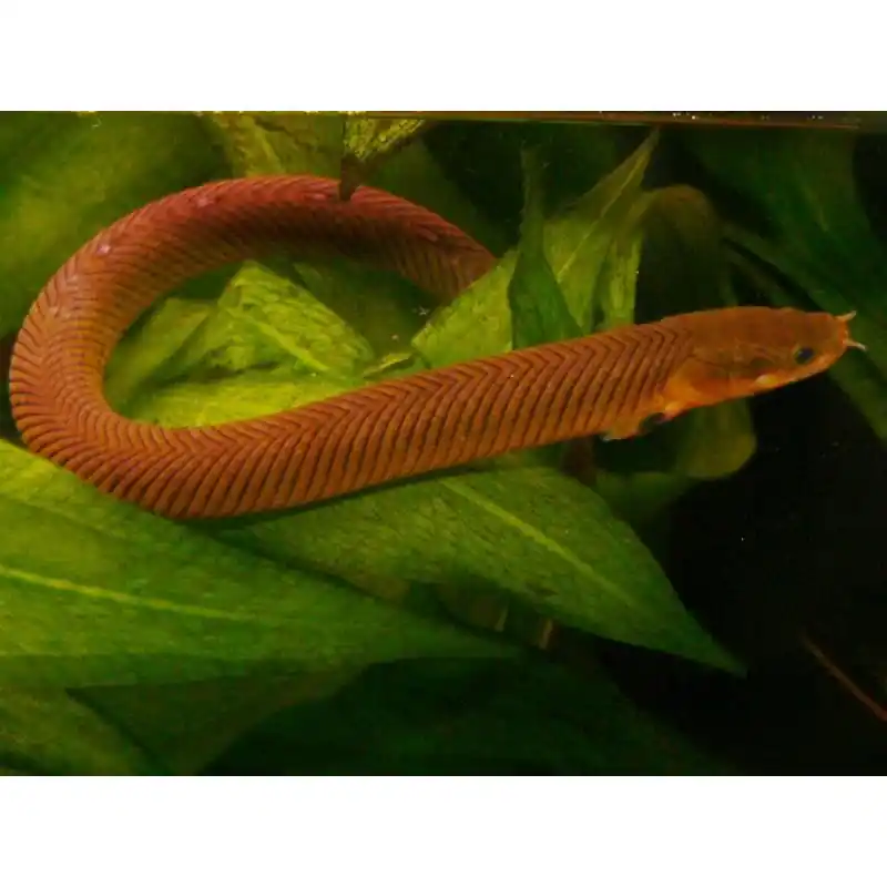 Plată securizată Erpetoichthys calabaricus