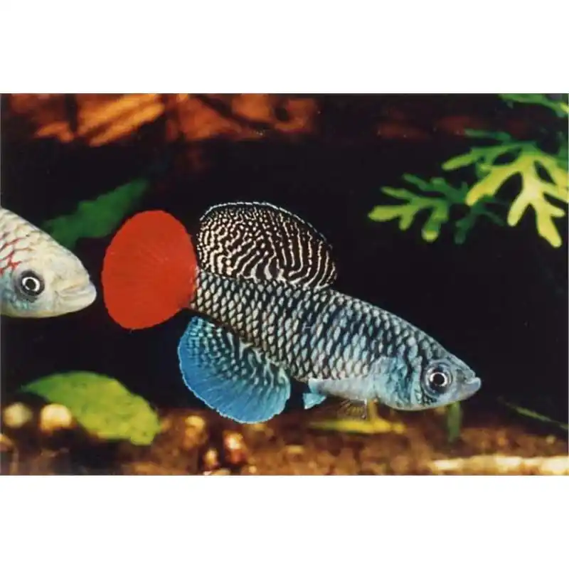 Nothobranchius patrizii Cumpără online